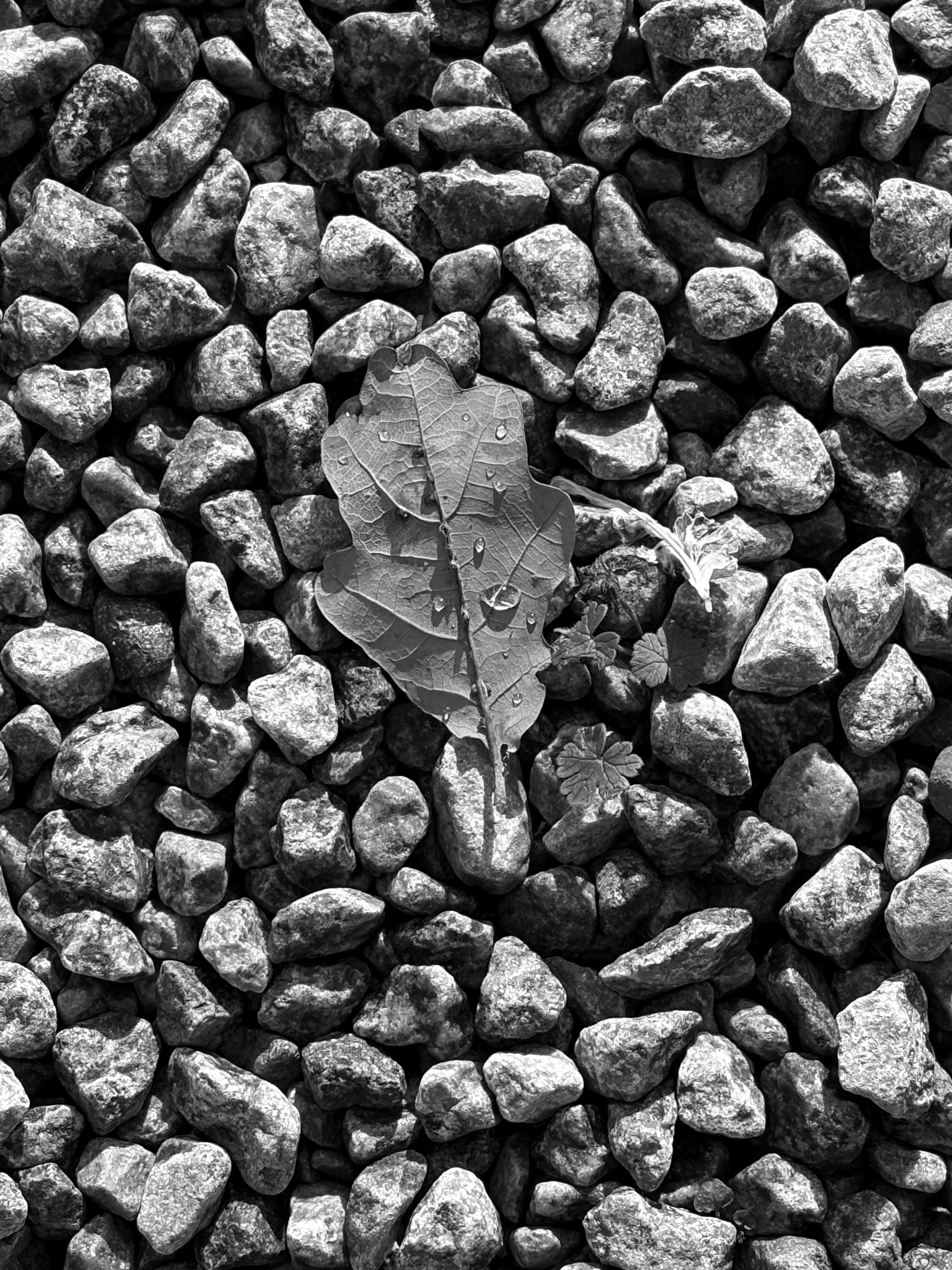 GuruShots - Nature March 2026