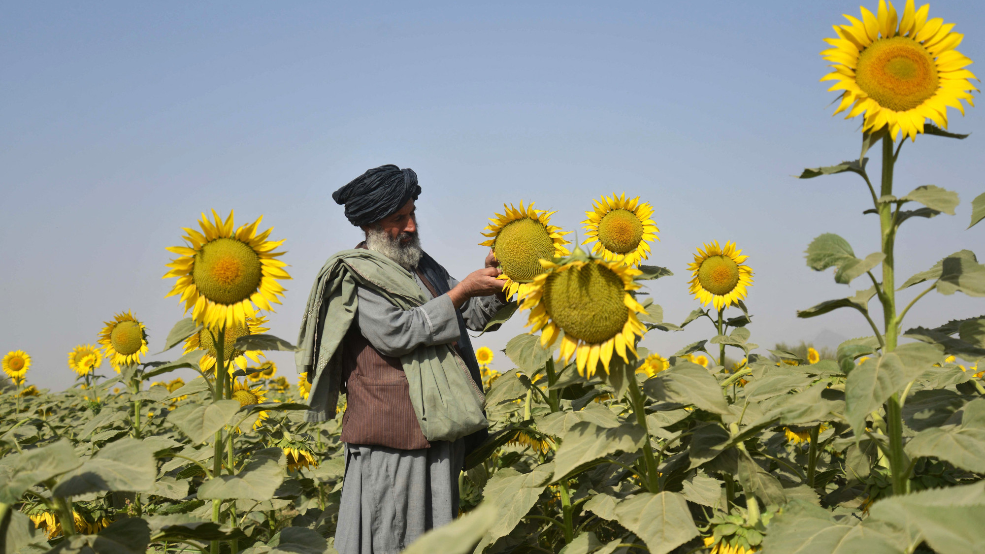A farmer