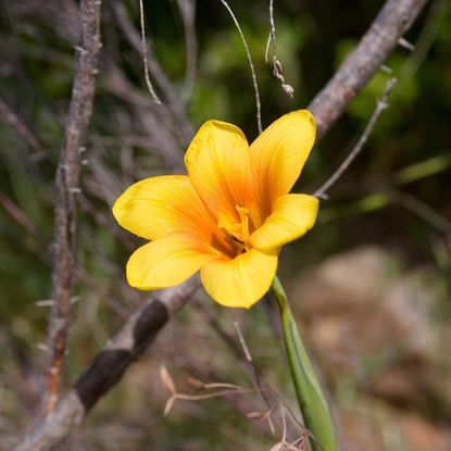 Yellow Cape Tulip