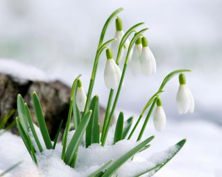 Common Snowdrops (Galanthus nivailis) in the snow