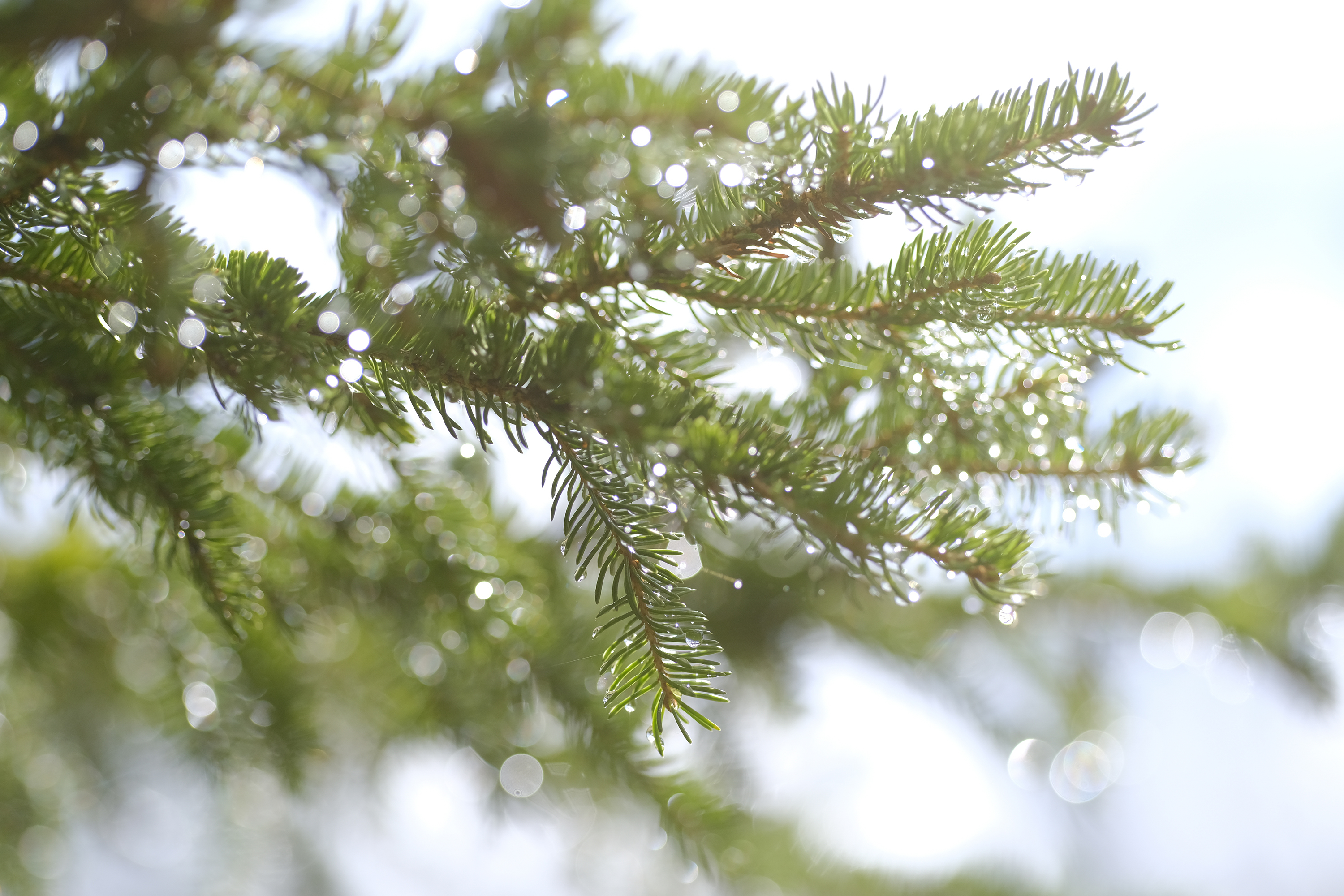 An image of a pine tree taken with the filter on, with warmer colors, less saturated greens and a softer look overall
