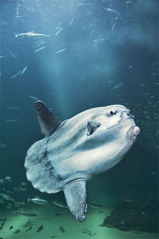 Sunfish, evolution