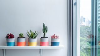 Five succulents lined up on a shelf next to a window