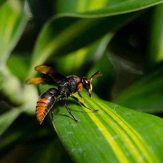 Asian hornet on plant