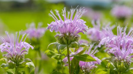 Bee Barm, Monarda didyma