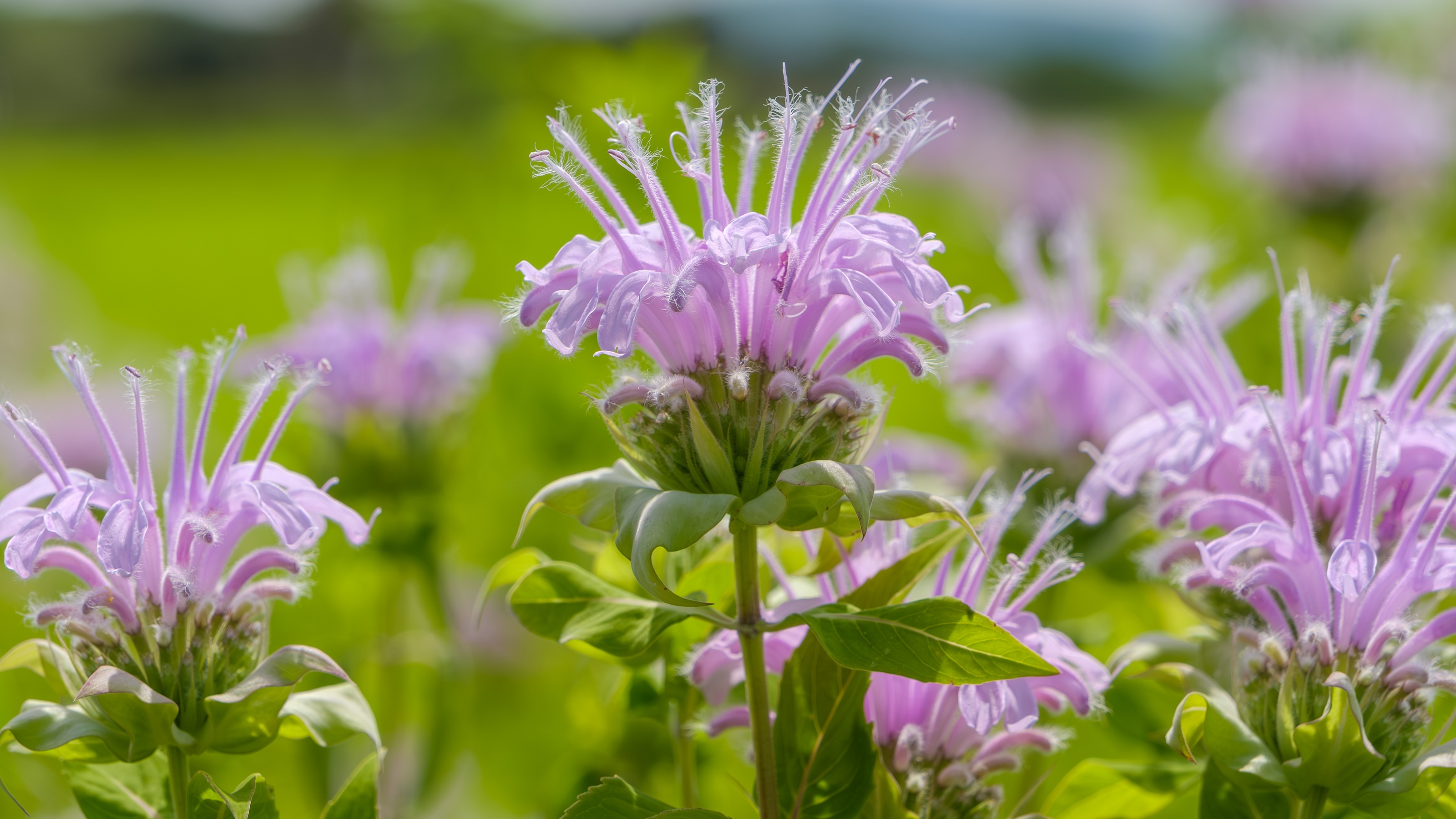 Bee Barm, Monarda didyma