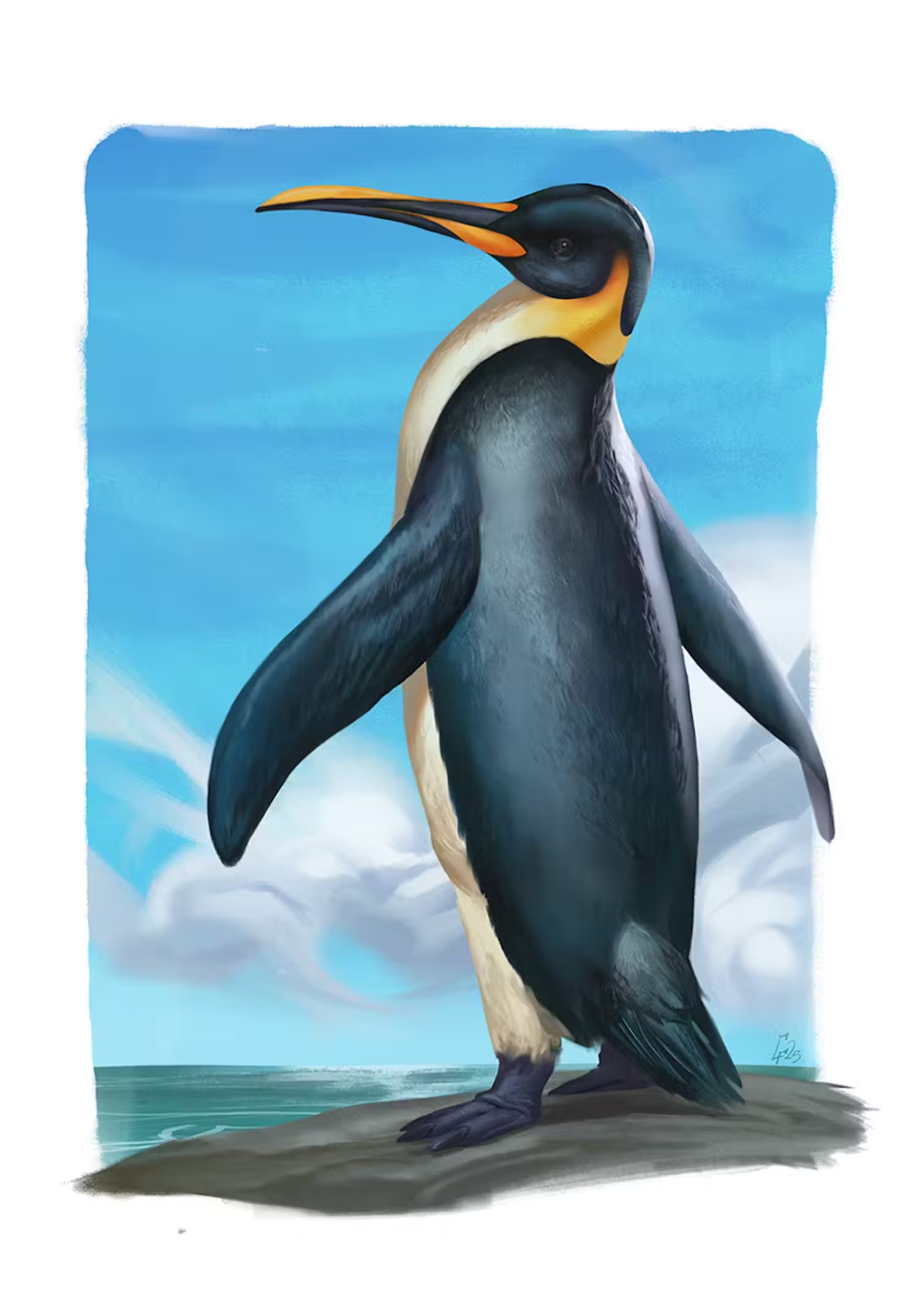 an illustration of a penguin species that resembles an king penguin with a long beak