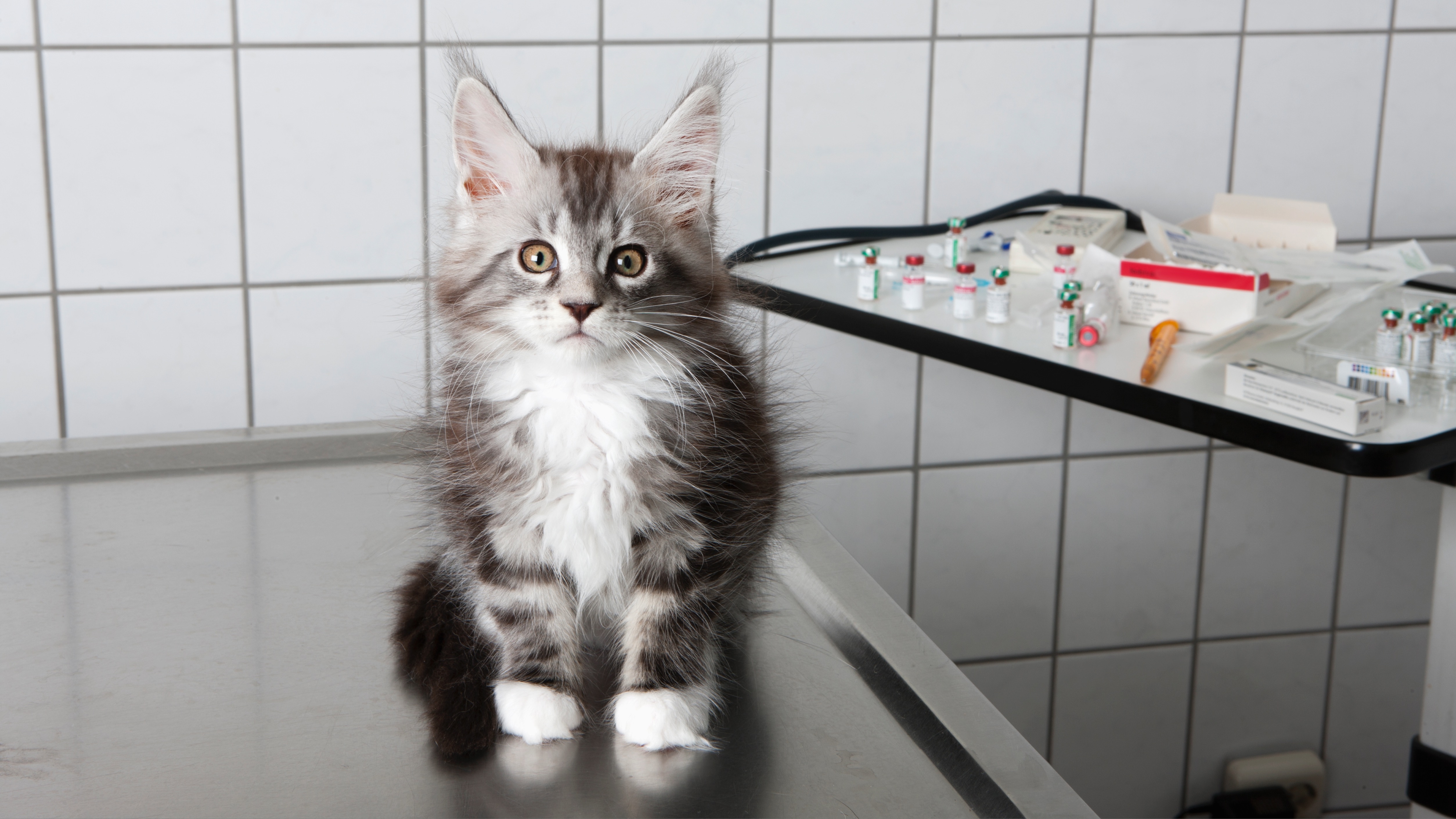 Portrait of cat sitting on table at vet clinic