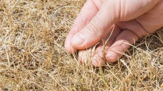 A hand feeling dry grass