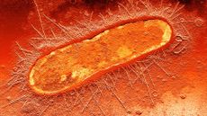 a microscopic image of a singular e. coli bacterial cell, depicted in red and orange