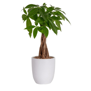 Costa Farms Money Tree, Easy Care Indoor Plant