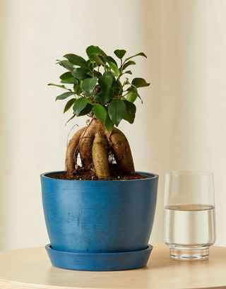 Ficus Ginseng from Bloomscape