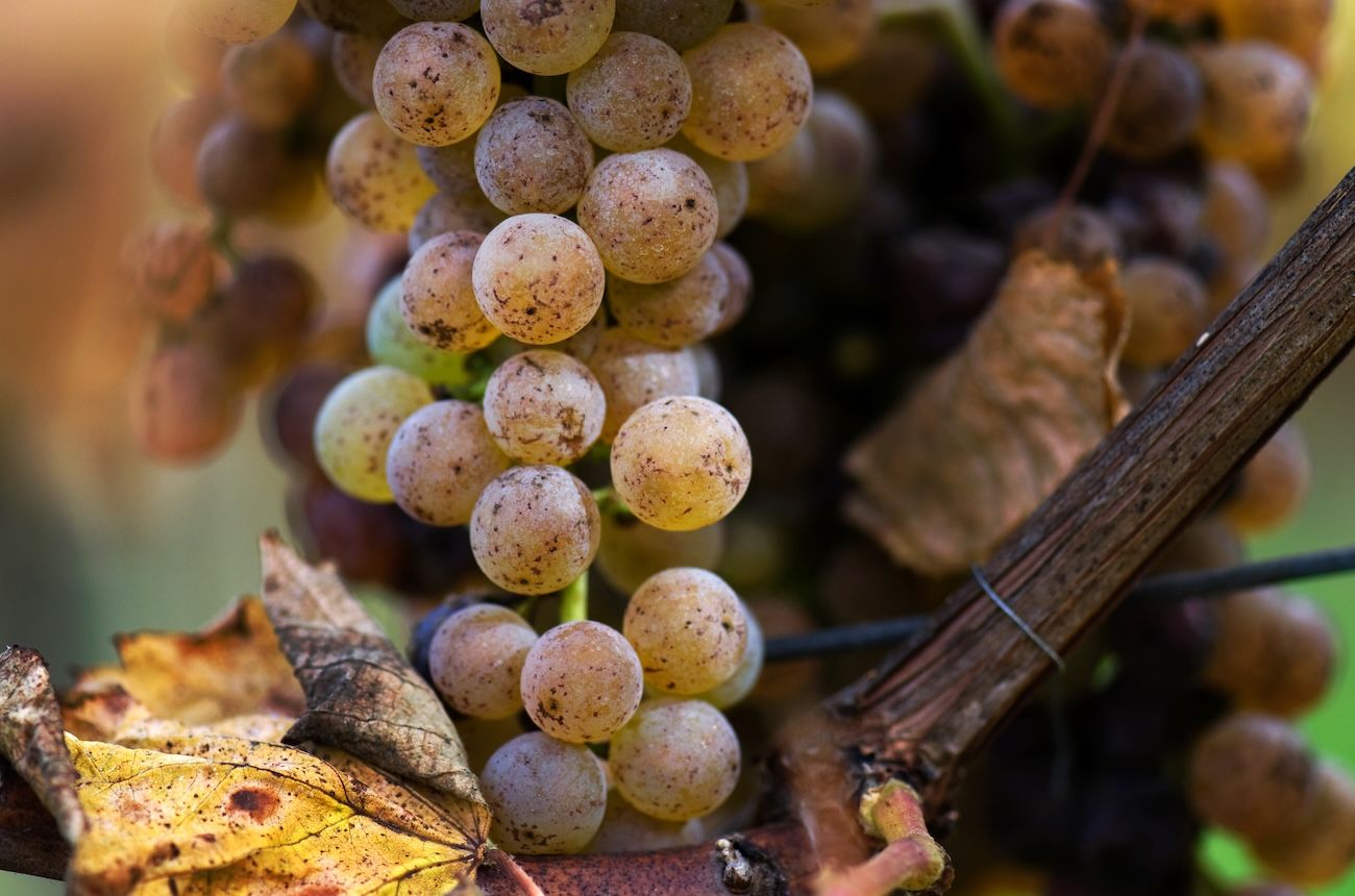 Petit Manseng in Virginia – why this grape could be the state's new signature variety