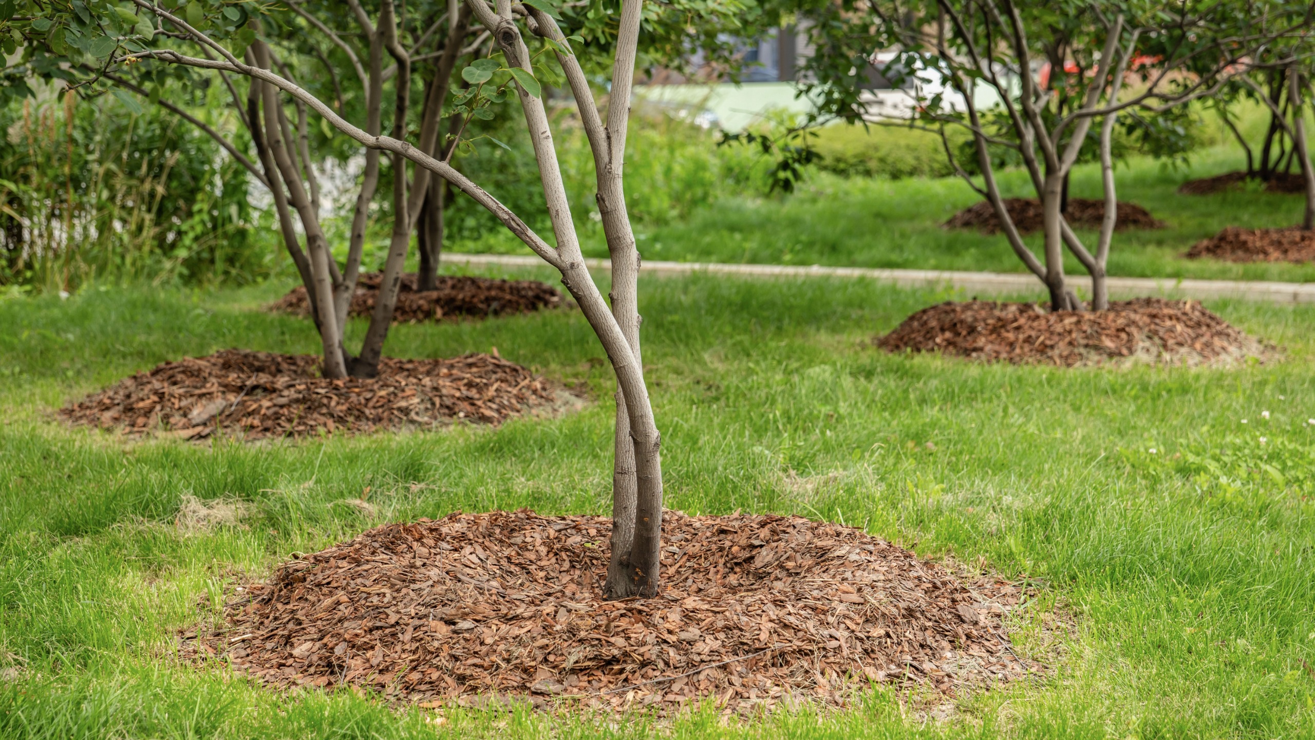 mulch around a tree