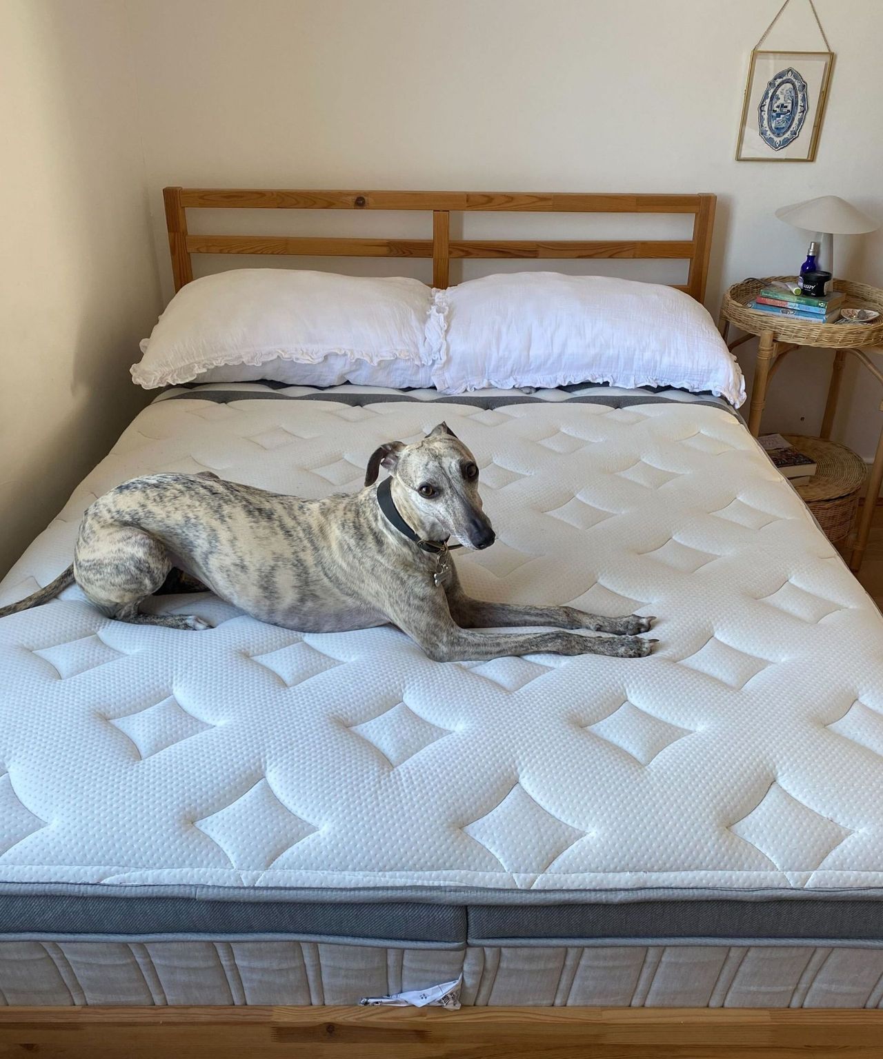 A brindle whippet on the Leesa Legend Chill Hybrid Mattress, shown on a wooden bedframe. The walls in the room are white, and to the right of the bed is a circular rattan bedside table with a white lamp.