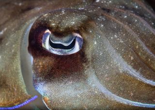 animal eyes, cuttlefish
