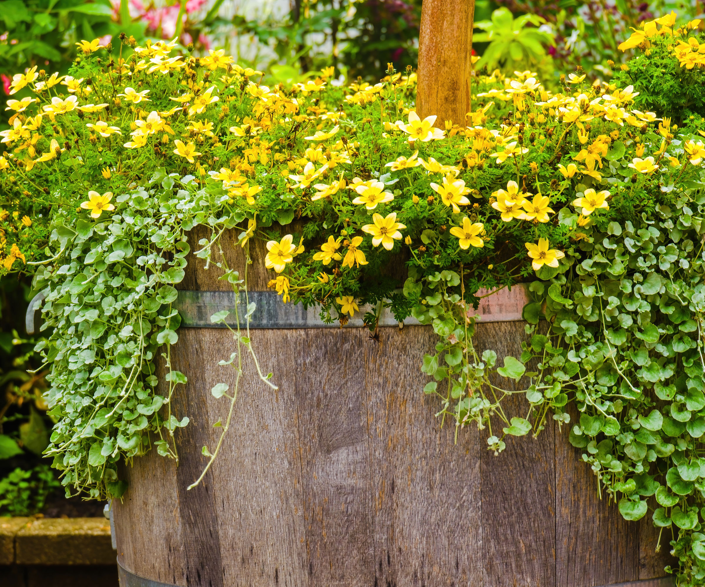 creeping zinnia plant in large barrel with bright yellow flowers
