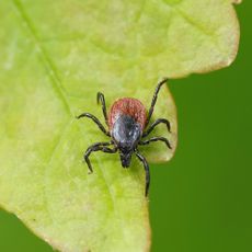 Deer tick on a leaf