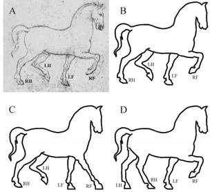 A sketch by Leonardo da Vinci (A) shows improper foot placement (B). Images C and D show how the image could be corrected to show the horse walking correctly.