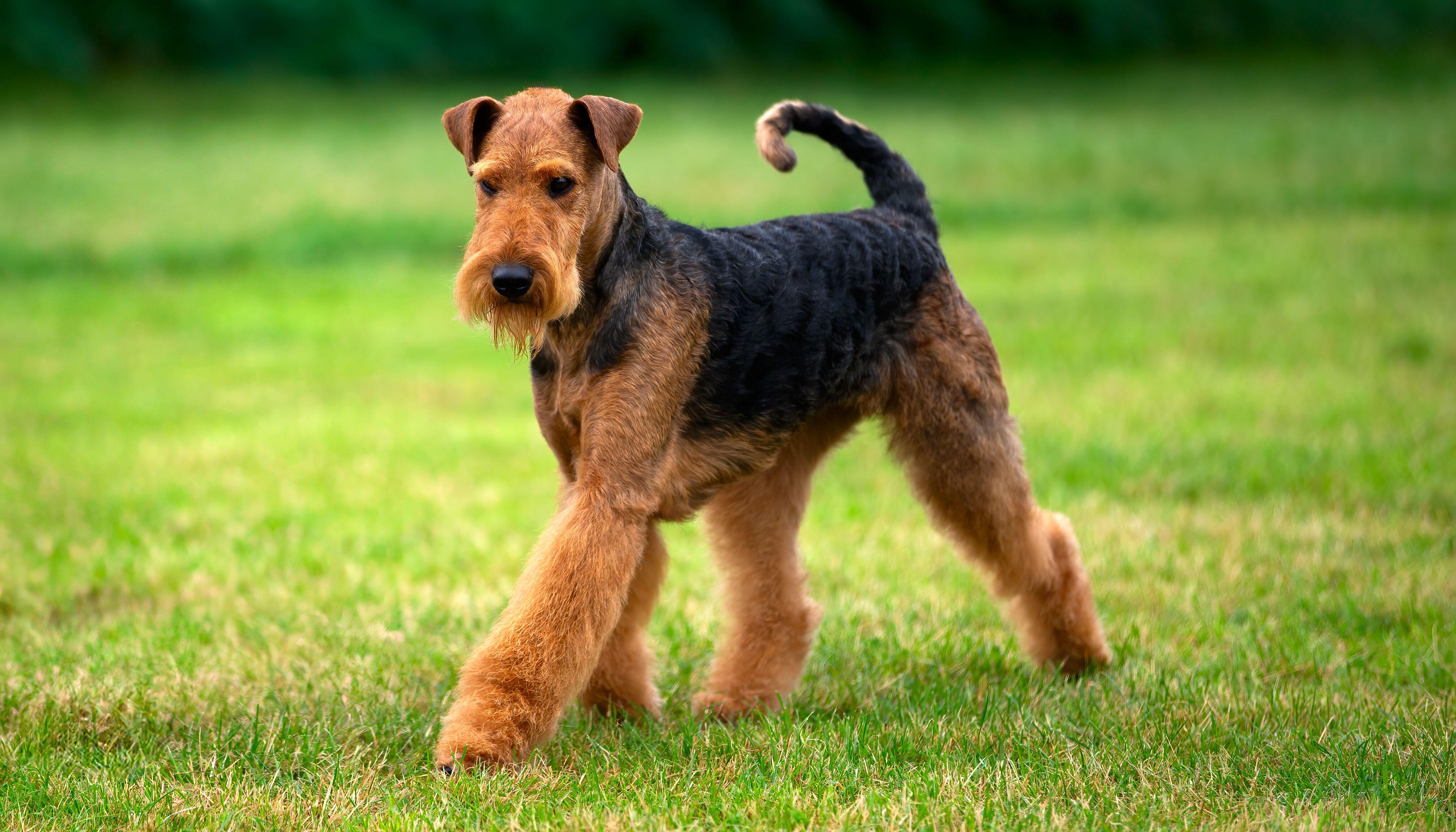 An Airedale terrier walking across a lawn, head high and tail curved, showing off its distinctive wiry tan-and-black coat.
