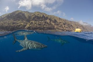 Two great white sharks swim beneath the water&#039;s surface near Guadalupe Island, Mexico.