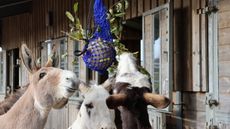 5.-Eugene-Kit-Toby-Festive-Enrichment_Sidmouth-Credit-TDS-1.jpg