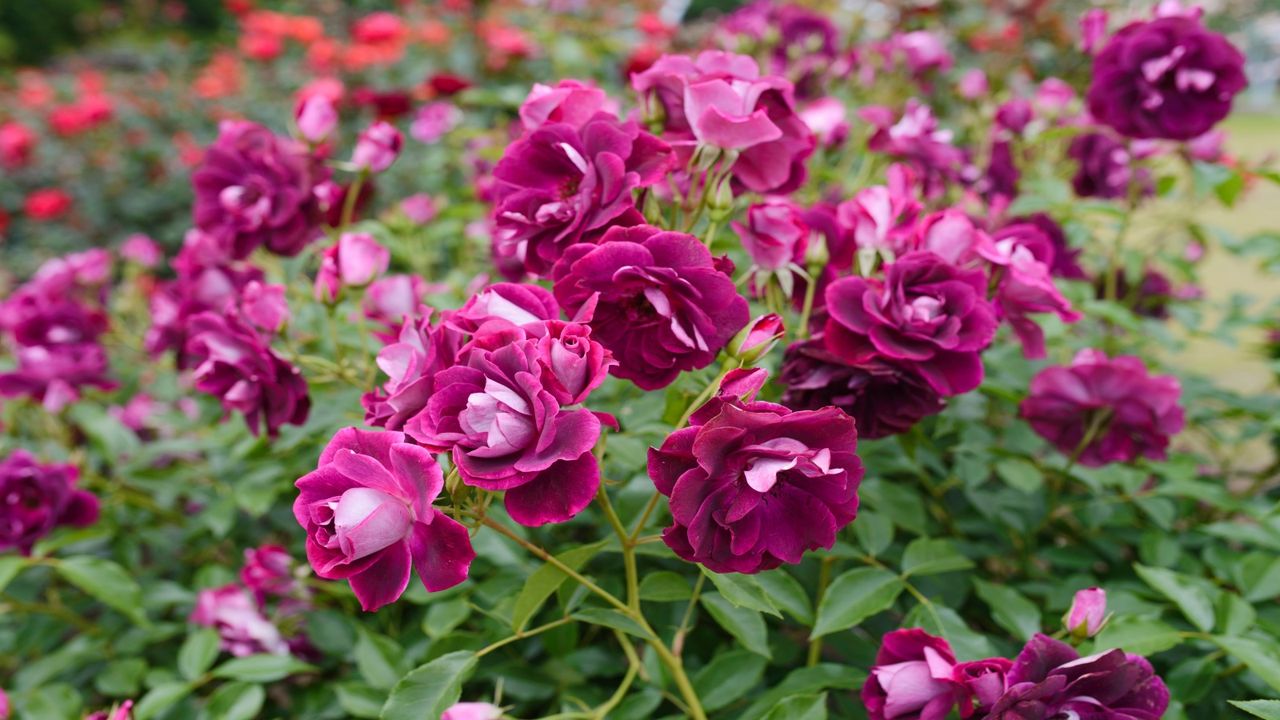 Drought tolerant rosa &#039;Burgundy Iceberg&#039;