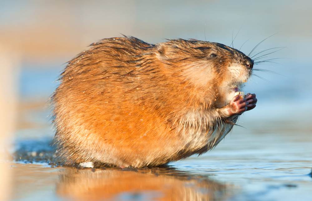 baby muskrat