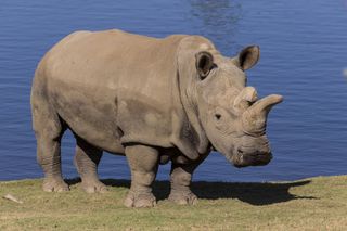 Nola is the last remaining female northern white rhino at the San Diego Zoo.