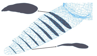 3D geometry for sea lion foreflipper based on laser scanning.