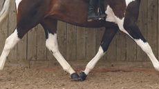 horse legs showing