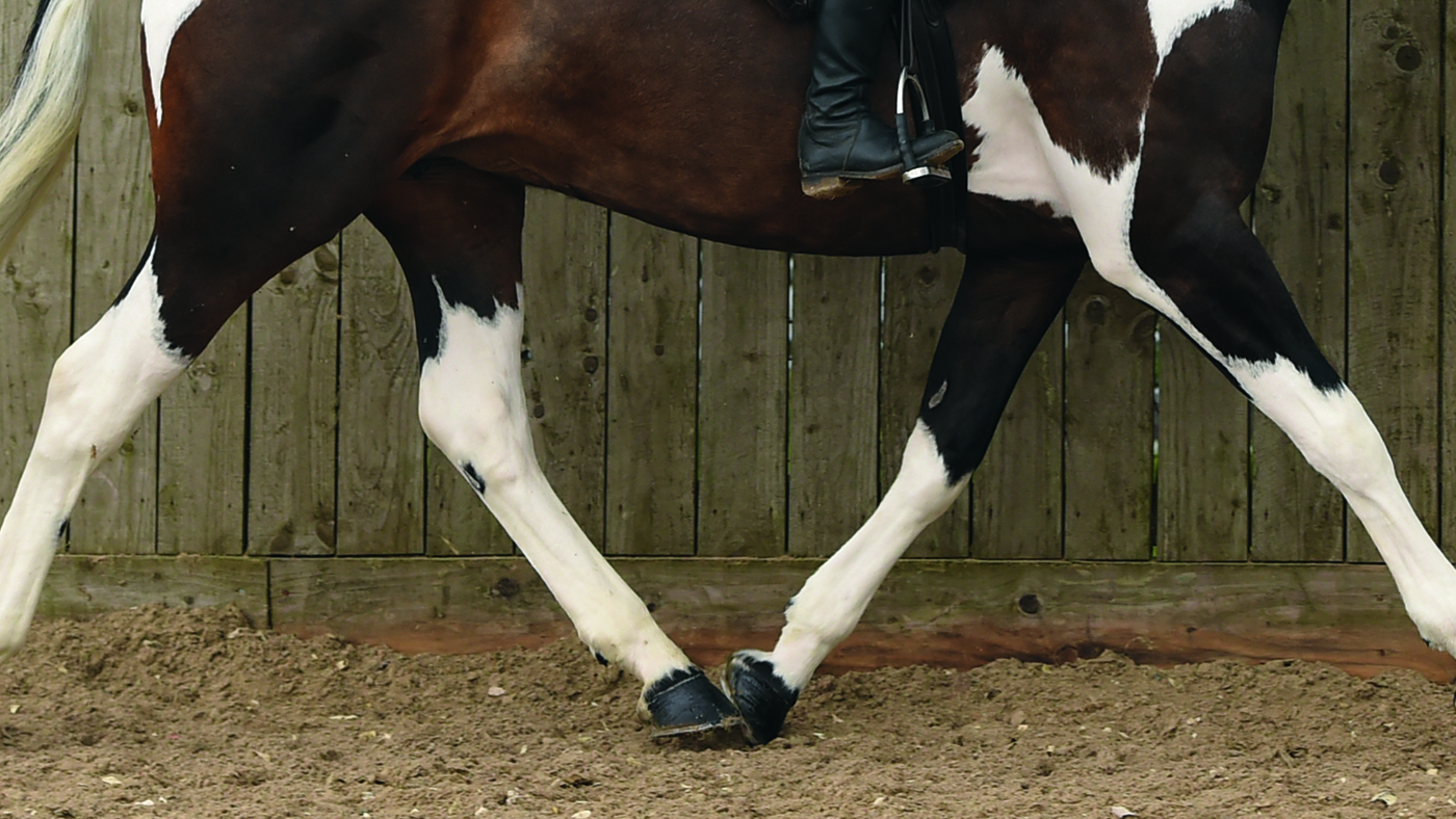 horse legs showing