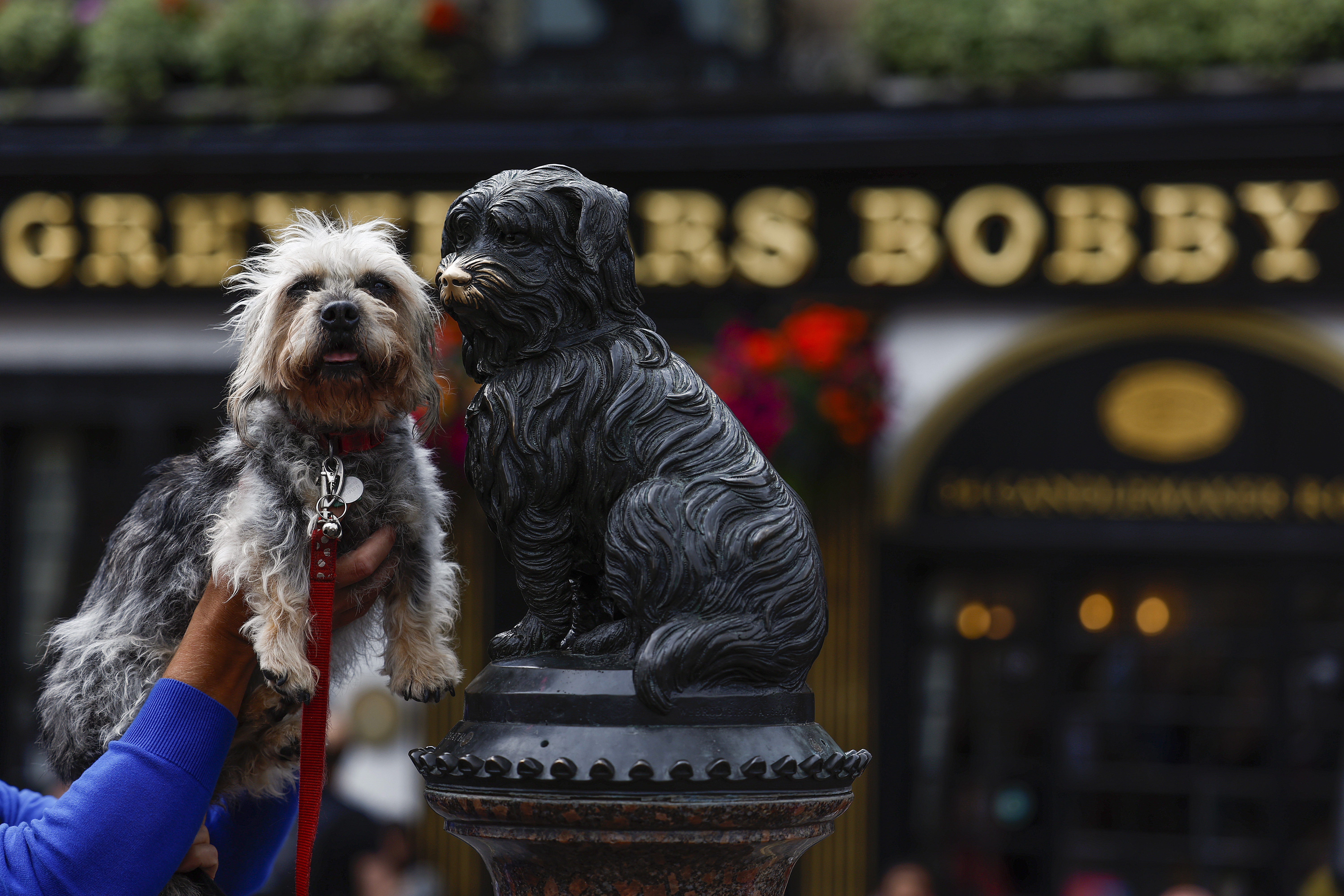 A Dandie Dinmont Terrier is held up beside the statue of Greyfriars Bobby in Edinburgh, Scotland, during the Dandie Dinmont Terrier Festival 2022.