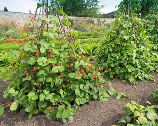 Wigwam trellis for beans and peas