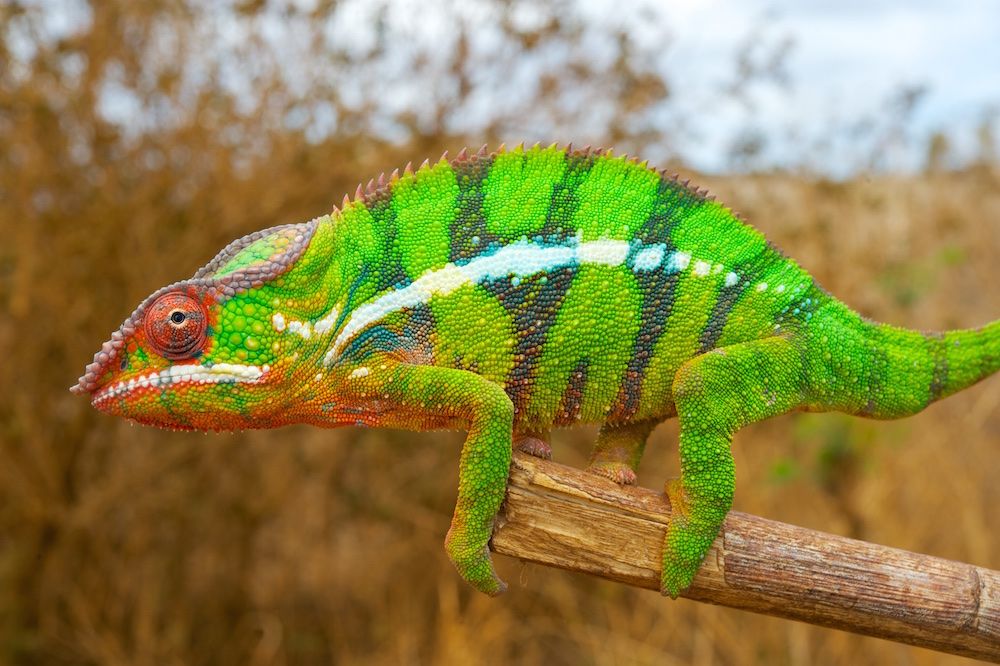 Chameleons' Color-Changing Secret Revealed | Live Science