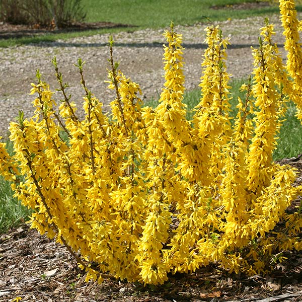 Show Off&amp;reg; Sugar Baby&amp;reg; Forsythia