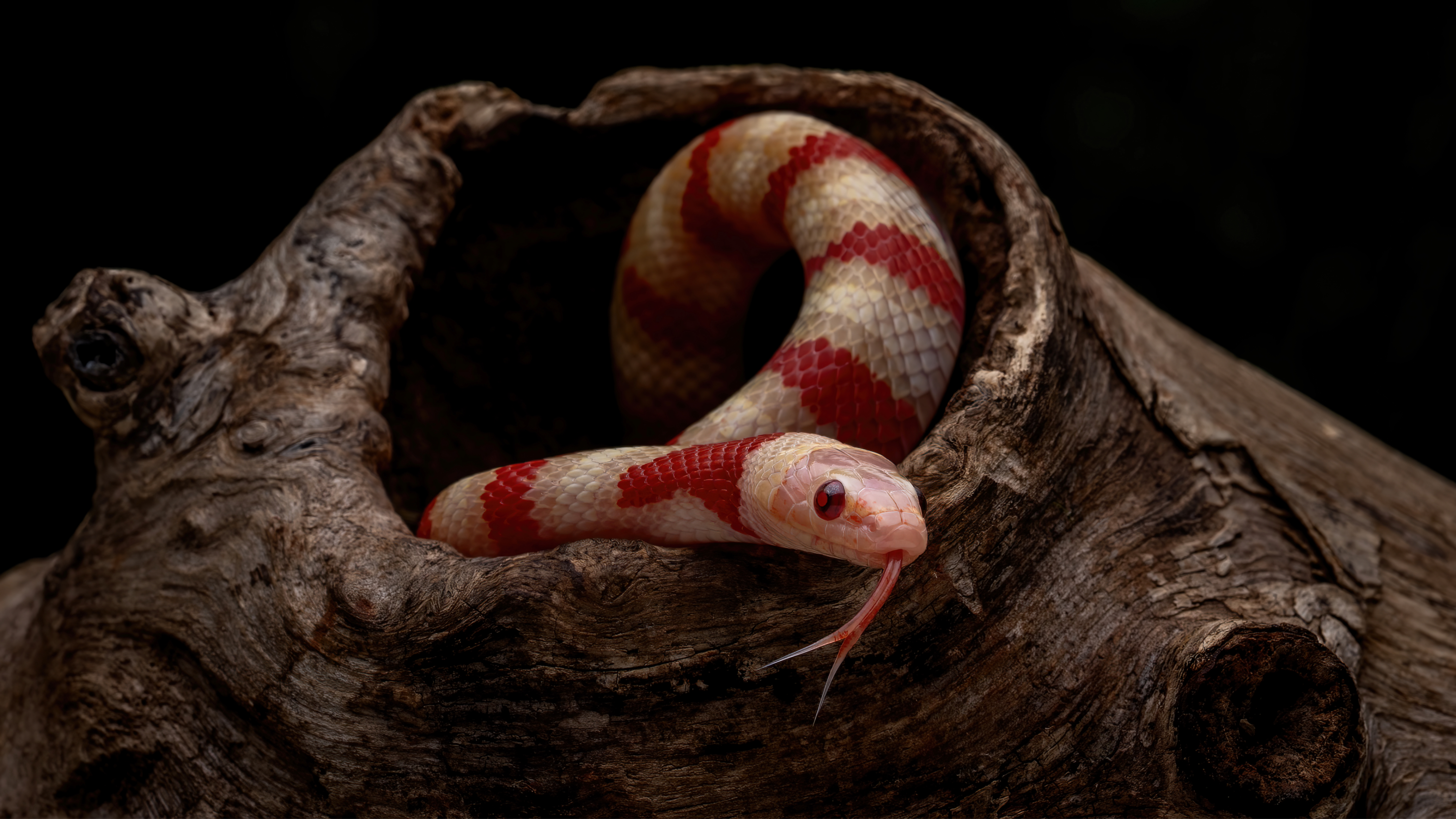 King Snake