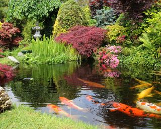 Koi pond surrounded by green shrubs