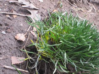 A spring green to avoid: Star of Bethlehem is poisonous.