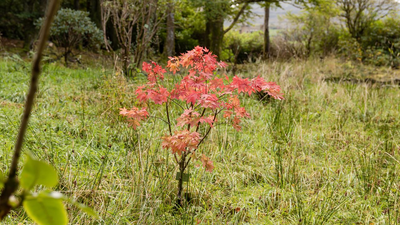 Acer in garden