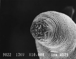 One of the nematodes found deep in the South African mine.