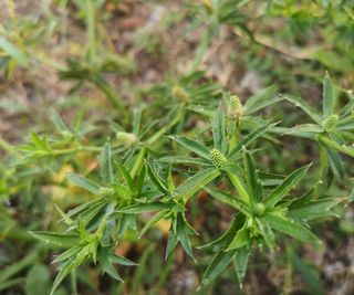 Flower Eryngium foetidum leaves