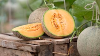 A cantaloupe sliced in half sitting on a wood pallet. The melon is standing upright, still attached to the vine at the top. 