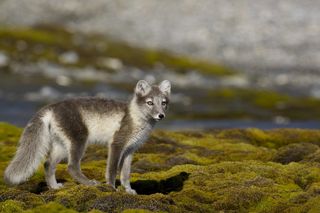Arctic fox cub
