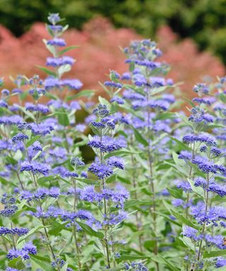 blue beard flowers