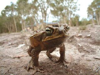 cane-toad-100623-02