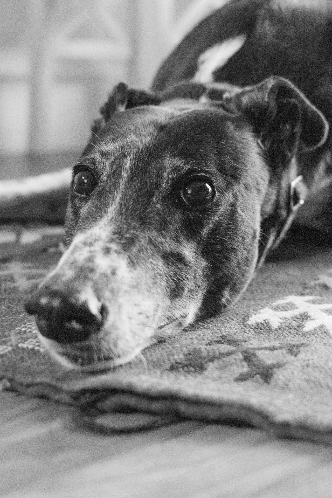 A photo of a dog taken on the Panasonic Lumix S9