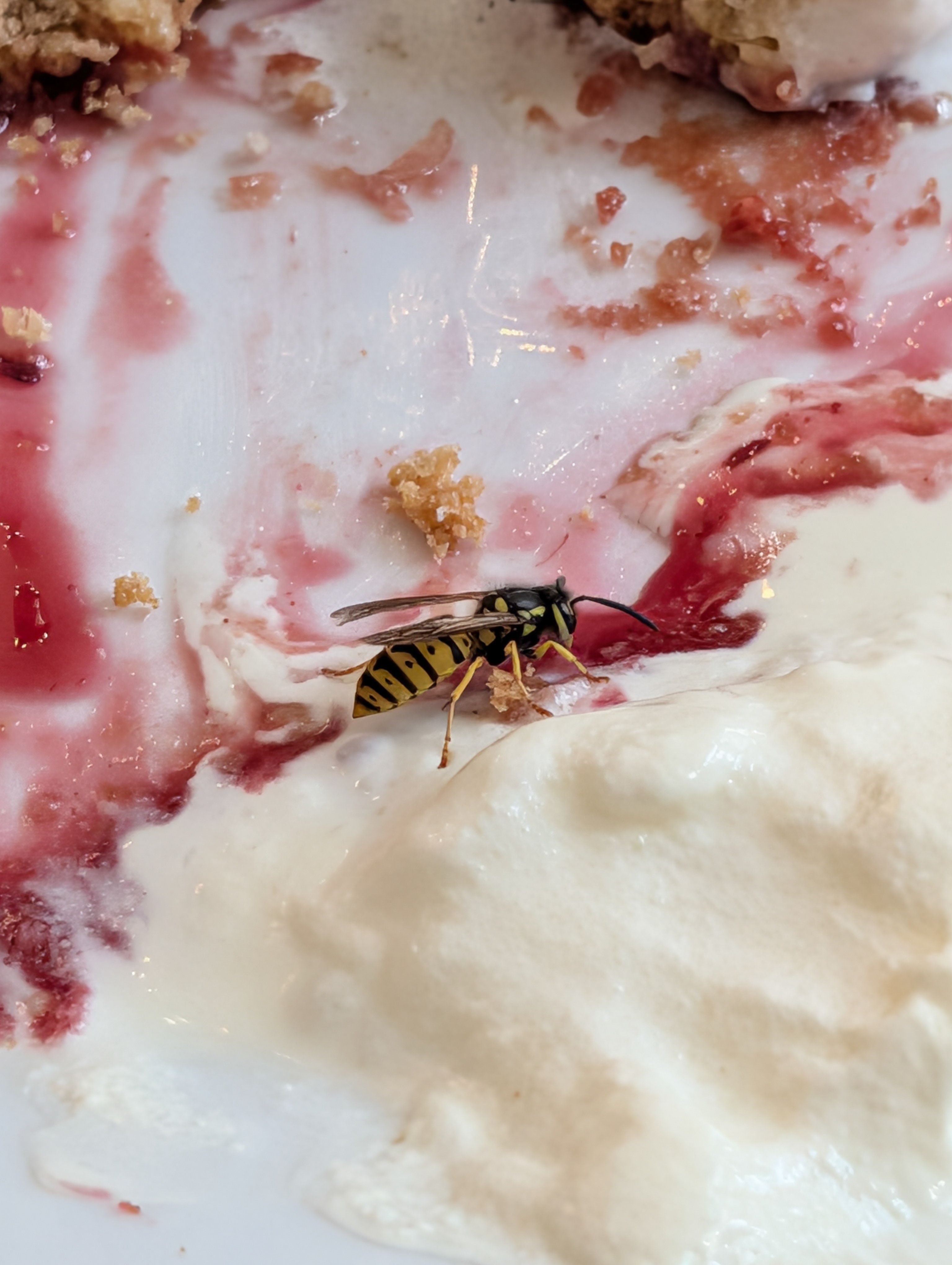 A wasp on a desert