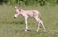 wild-ass-foal2.jpg