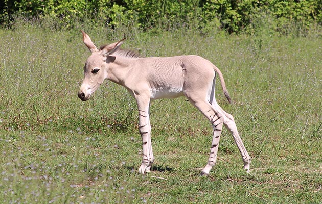 wild-ass-foal2.jpg